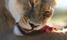 Werribee Open Range Zoo - Palm Beach Accommodation 2