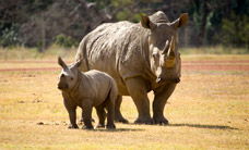 Werribee Open Range Zoo - Palm Beach Accommodation 3