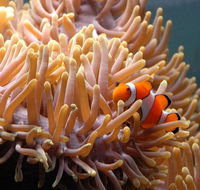 Reef HQ Great Barrier Reef Aquarium - Palm Beach Accommodation