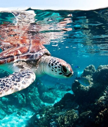 Reef HQ Great Barrier Reef Aquarium - Palm Beach Accommodation 1