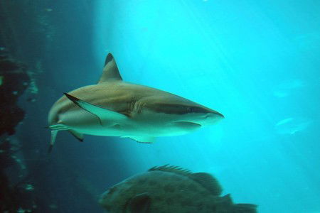 Reef HQ Great Barrier Reef Aquarium - Palm Beach Accommodation 2