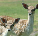 Marapana Wildlife Park - Palm Beach Accommodation