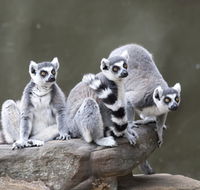 Adelaide Zoo - Palm Beach Accommodation
