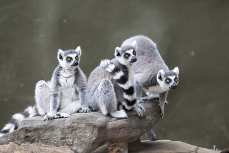 Adelaide Zoo - Palm Beach Accommodation 0