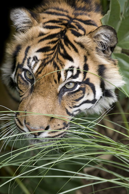 Adelaide Zoo - Palm Beach Accommodation 1