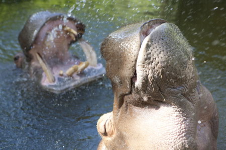 Adelaide Zoo - Palm Beach Accommodation 2