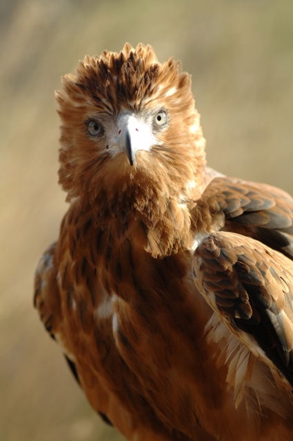 Alice Springs Desert Park - Palm Beach Accommodation 0