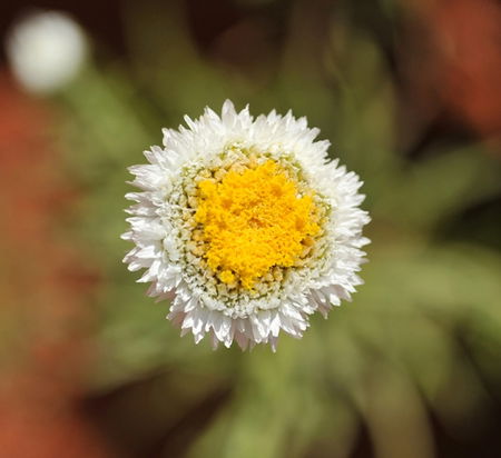 Alice Springs Desert Park - Palm Beach Accommodation 1