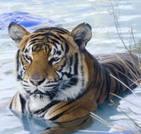 Zoo Doo Wildlife Park - Palm Beach Accommodation