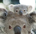 Billabong Koala and Wildlife Park - Palm Beach Accommodation