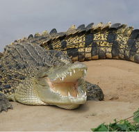 Dundee's Wildlife Park - Palm Beach Accommodation