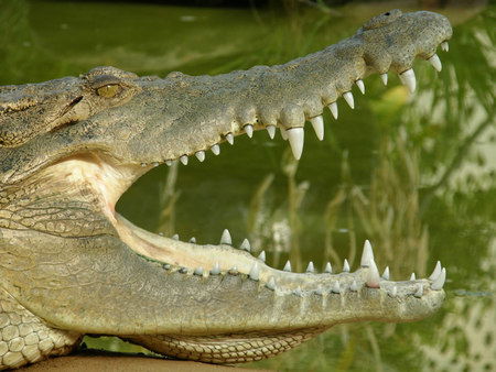 Dundee's Wildlife Park - Palm Beach Accommodation 1