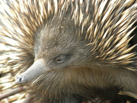 Dundee's Wildlife Park - Palm Beach Accommodation 3