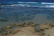 Braddon ACT Palm Beach Accommodation