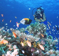Drop Zone Dive Site - Palm Beach Accommodation