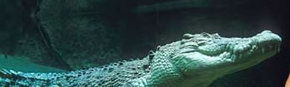 Territory Wildlife Park - Palm Beach Accommodation 3