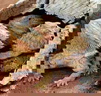 Alice Springs Reptile Centre - Palm Beach Accommodation
