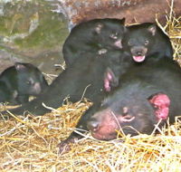 East Coast Natureworld - Palm Beach Accommodation