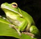 The Rainforest Habitat - Palm Beach Accommodation