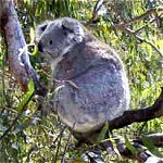 Koala Conservation Centre - Palm Beach Accommodation 0