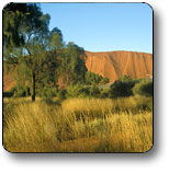 Imanpa NT Palm Beach Accommodation