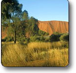 Uluru - Kata Tjuta National Park - Palm Beach Accommodation