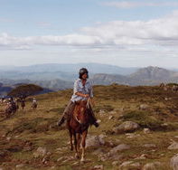 High Country Horses - Palm Beach Accommodation