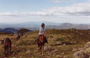 High Country Horses - Palm Beach Accommodation 0