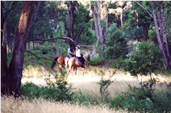 High Country Horses - Palm Beach Accommodation 1