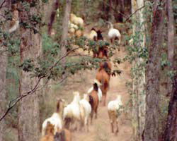 High Country Horses - Palm Beach Accommodation 2