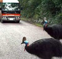 Kookaburra Tours - Palm Beach Accommodation