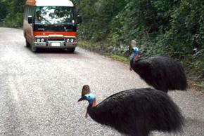 Kookaburra Tours - Palm Beach Accommodation 0