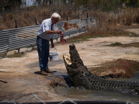Koorana Saltwater Crocodile Farm - Palm Beach Accommodation 1