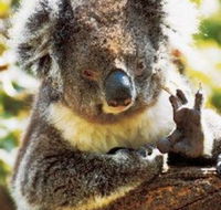 Gorge Wildlife Park - Palm Beach Accommodation