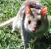 Urimbirra Wildlife Park - Palm Beach Accommodation