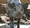Wagga Wagga Zoo - Palm Beach Accommodation