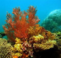Three Islands Whale Shark Dive - Palm Beach Accommodation