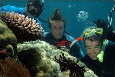 Dolphin Wild - Palm Beach Accommodation 1