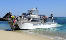 Dolphin Wild - Palm Beach Accommodation 2