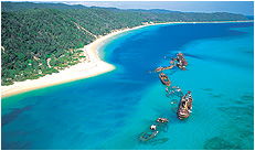 Dolphin Wild - Palm Beach Accommodation 3