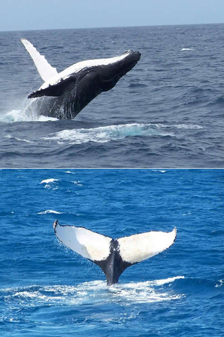 Mills Charters Fishing And Whale Watch Cruises - Palm Beach Accommodation 3