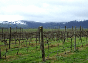 Kinloch Wines - Palm Beach Accommodation