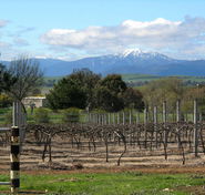 Buller View Wines - Palm Beach Accommodation