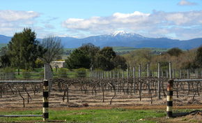 Buller View Wines - Palm Beach Accommodation 0