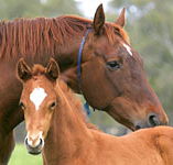 Blue Gum Farm - Palm Beach Accommodation