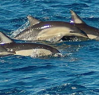 Dolphin Swim Australia - Palm Beach Accommodation