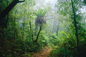Flying Fox QLD Palm Beach Accommodation