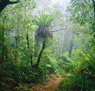 Lamington National Park and OReillys - Palm Beach Accommodation