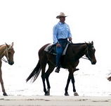 Ride the Beach - Palm Beach Accommodation
