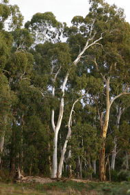 Heysen - The Cedars - Palm Beach Accommodation 2